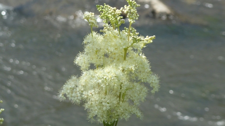 Rio - hd, rio, blanca, flor