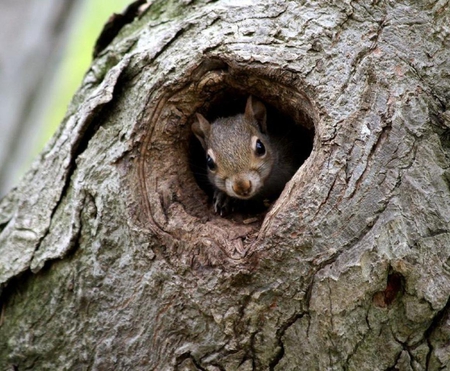 Hi there - cute, nice, tree, wall