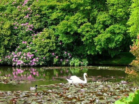 White Duck - duck, trees, water, green