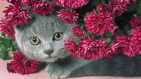 For My Beautiful Amelie - flowers, eyes, grey, cat