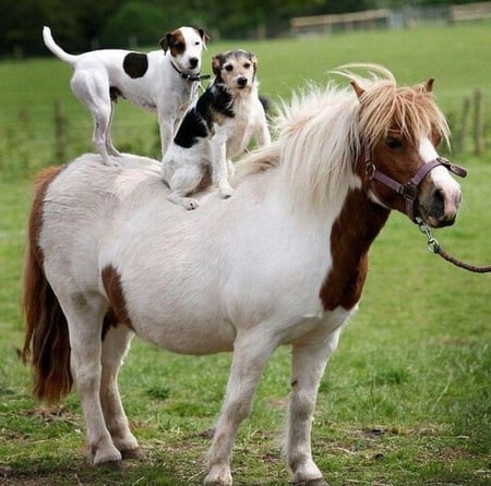 Let's Ride - ride, horse, lol, dogs, on