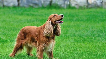 Goldilocks - coat, golden, spaniel, cocker