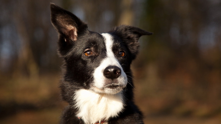 Bad Ear Day - black, white, collie, border