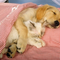 Sleeping Friends