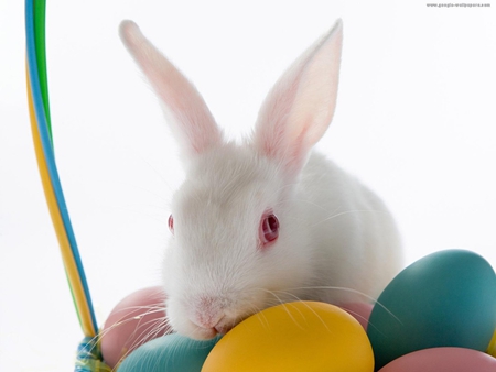 easter - eggs, white, basket, bunny