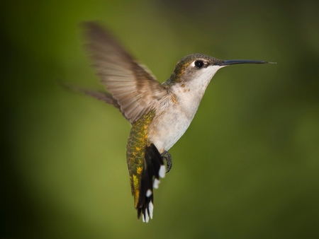 Humming Bird - picture, humming, bird, beautiful