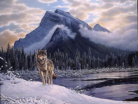 Canadian lone wolf - wolf, sky, trees, clouds, snow, winter, canada, mount rundle