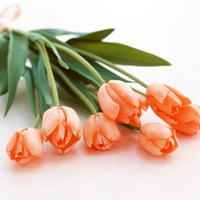 orange tulips