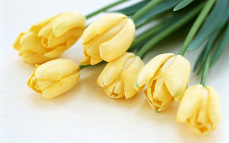 Yellow Tulips for Anne (YellowForever) - flowers, yellow, still life, tulips