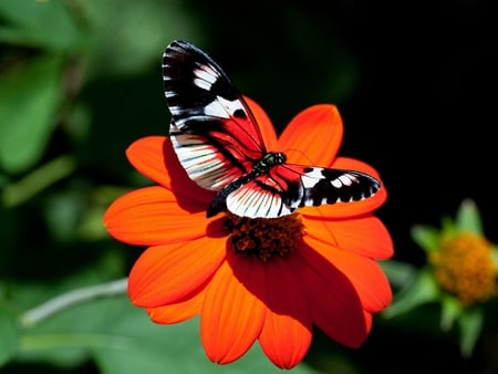 Butterfly on Flower - picture, butterfly, flower, beautiful