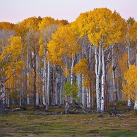 Yellow Trees