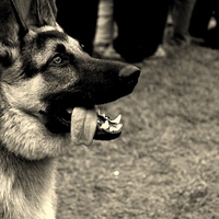 german shepherd