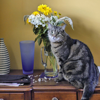 Still Life with Cat for Carmen (carmenmbonilla)