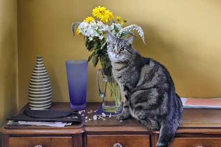 Still Life with Cat for Carmen (carmenmbonilla) - flowers, vase, cat, still life