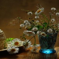 Beautiful Daisies