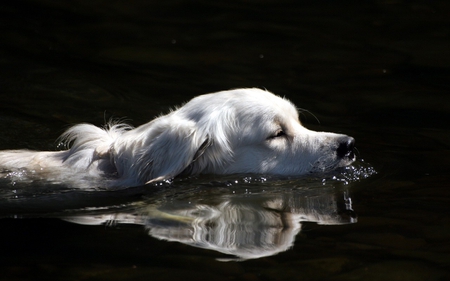 swim - swim, water, black, white, retriever, labrador, reflection, dog, animal