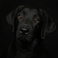 Labrador