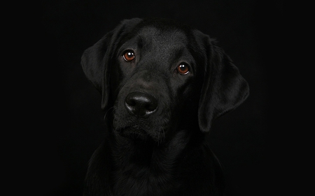 Labrador - view, nose, labrador, brown eyes, dog, eyes, animal, black