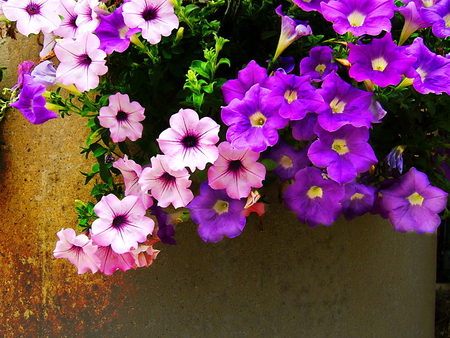 Loving purple - flowers, purple, mauve, green, spring