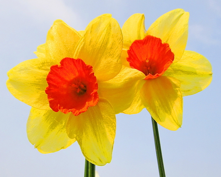 Special order - yellow, daffodils, orange, blue sky, flowers