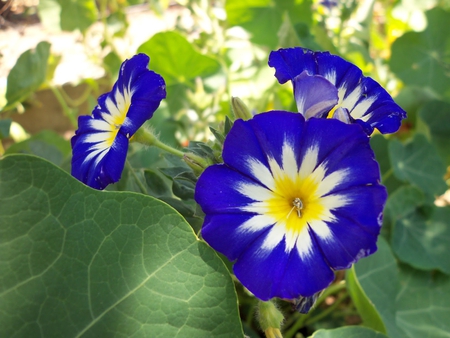 Convolvulus tricolor - convolvulus tricolor, flower, zorele pitice, leaf, yellow, nature, blue, green