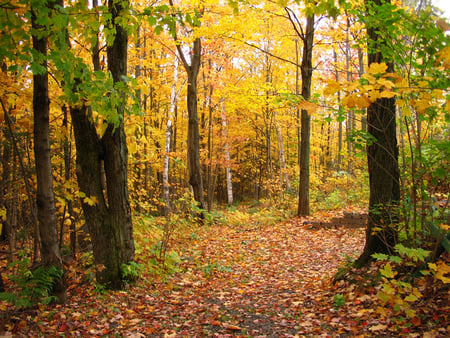 Autumn Forest - sky, forest, trees, nature, sun, autumn