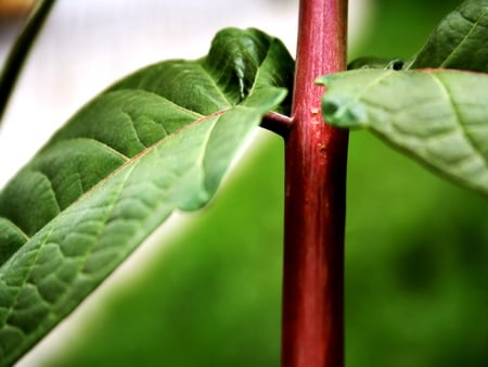 Up Close - nature, stem, field, plant, leaves