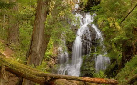 Cascade Falls, Moran State Park, Washington - waterfalls, trees, nature, forest, canyon