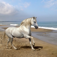 horse on sand