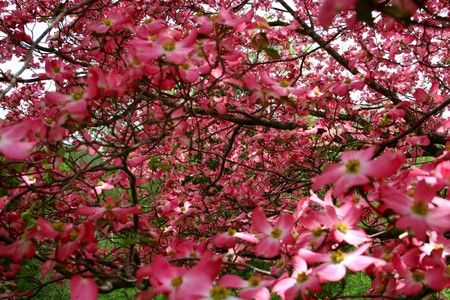 Flowers - flowers, branches, nature, pink