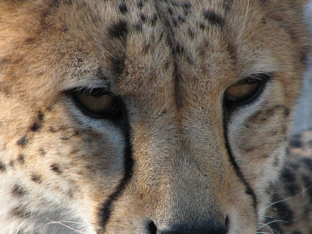 Cheetah - cheetah, big cats, felinae, jubatus