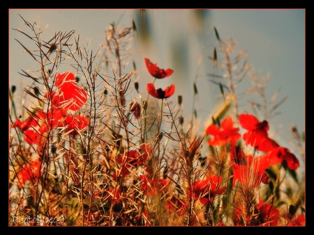 Coquelicots - flowers, coquelicots