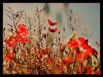 Coquelicots