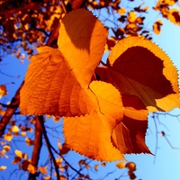 autumn leaves 