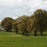 field and forest 