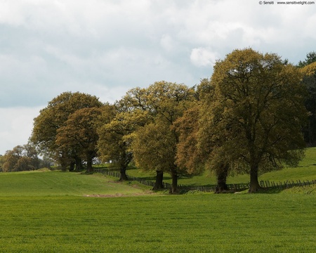 field and forest  - field, forest