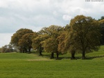 field and forest 