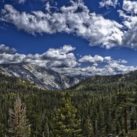 forest and sky 