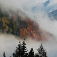 mist and forest 