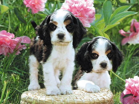 Sweet Puppy Dogs - basket, white, tan, leaves, dogs, sweet, flowers, grass, puppies