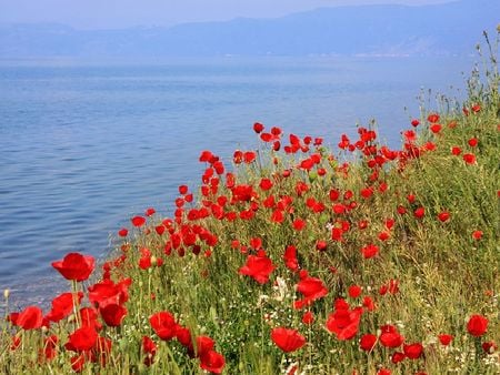 lake side poppies - lake, side, poppies, sea