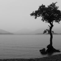 tree on a beach 