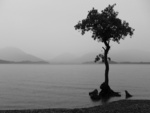 tree on a beach 