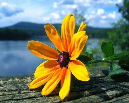 yellow flower  - yellow, flower