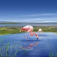 flamingos