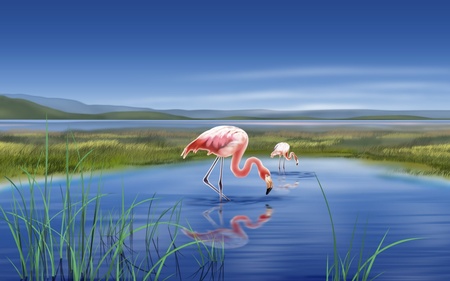 flamingos - lake, reflection, pink, flamingos, pond, bird