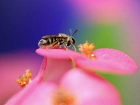 Busy Bee - insect, bee, flower, pink