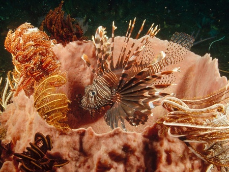 lionfish lurking  - lionfish, lurking