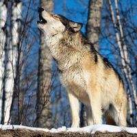 morning howl