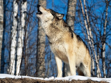 morning howl - the howl, call of the wild